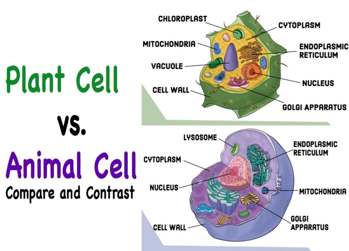 Quiz cell animal plant flag days