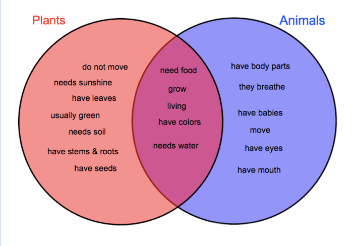 Venn diagram cell animal plant cells vs grade printable plants diagrams sheet science 6th school biology their student used study