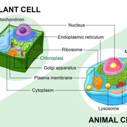 Plant vs animal cell quiz