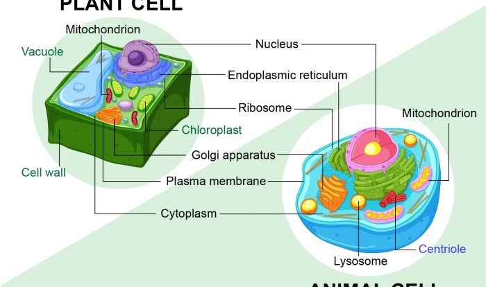 Plant vs animal cell quiz