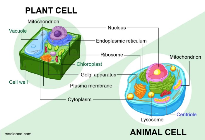 Plant vs animal cell quiz