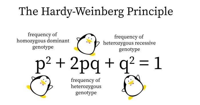 The hardy weinberg equation pogil answers