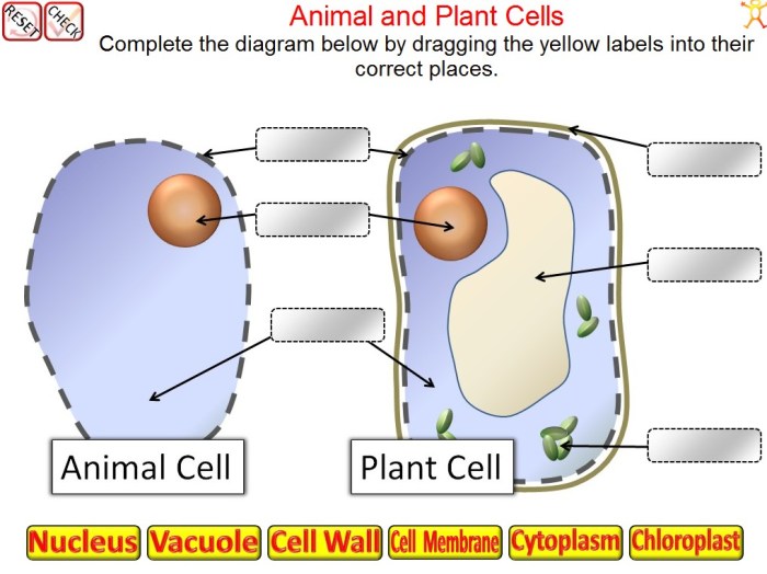 Cells