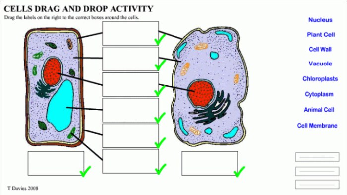 Cell plant animal coloring diagram cells worksheet quiz pages printable diagrams key drawing answers sheet worksheets sketch answer blank color