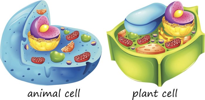 Plant vs animal cell quiz