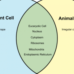 Plant and animal cells venn diagram