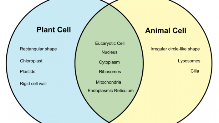 Plant and animal cells venn diagram