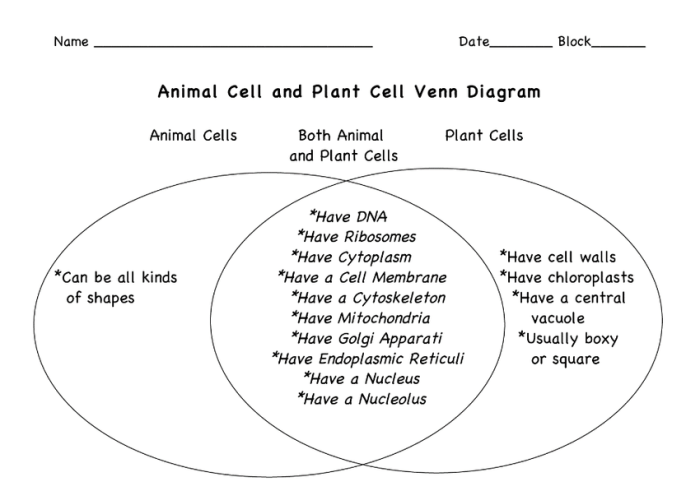 Plant and animal cells venn diagram