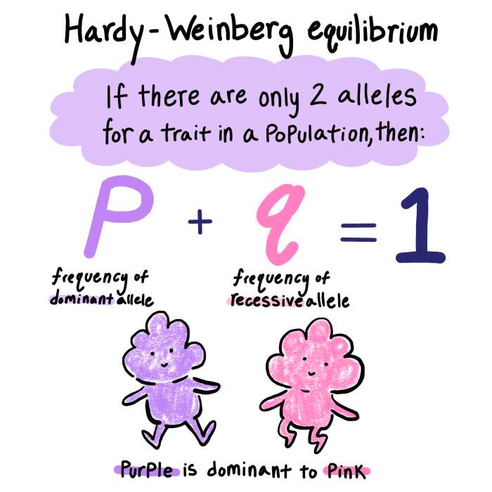 The hardy weinberg equation pogil answers