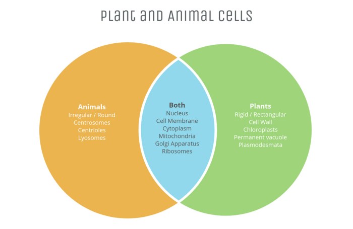 Venn cell diagram plant animal vs slideshare upcoming structures thinkquest