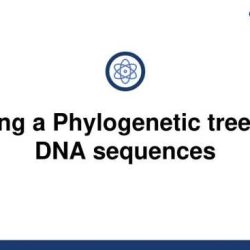 Creating phylogenetic trees from dna sequences worksheet answers